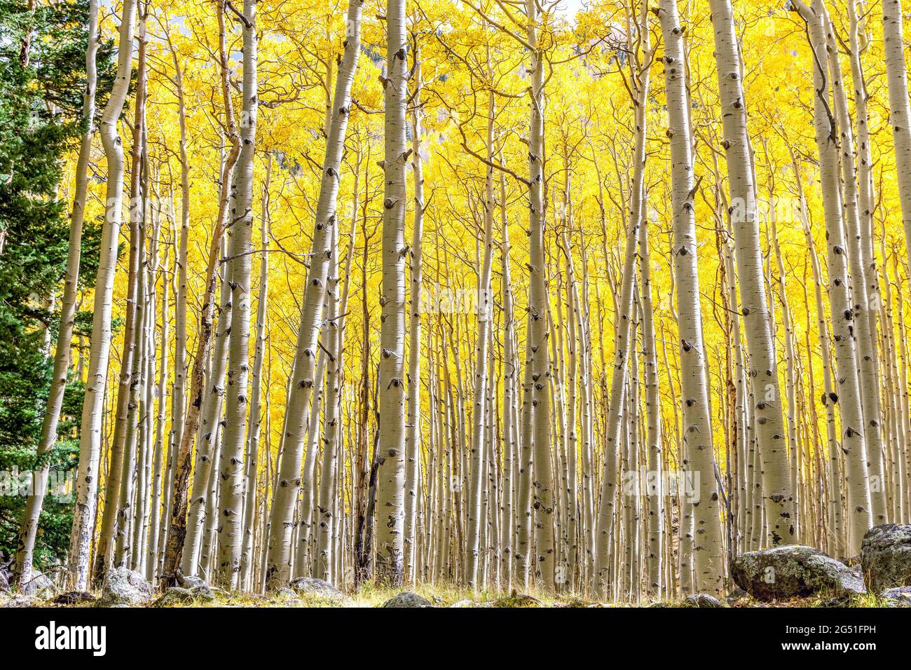 Aspen grove hiking trail in peak fall beauty with gold yellow leaves in Flagstaff, Arizona. Aspen forest changing leaves in backlight. Stock Photo