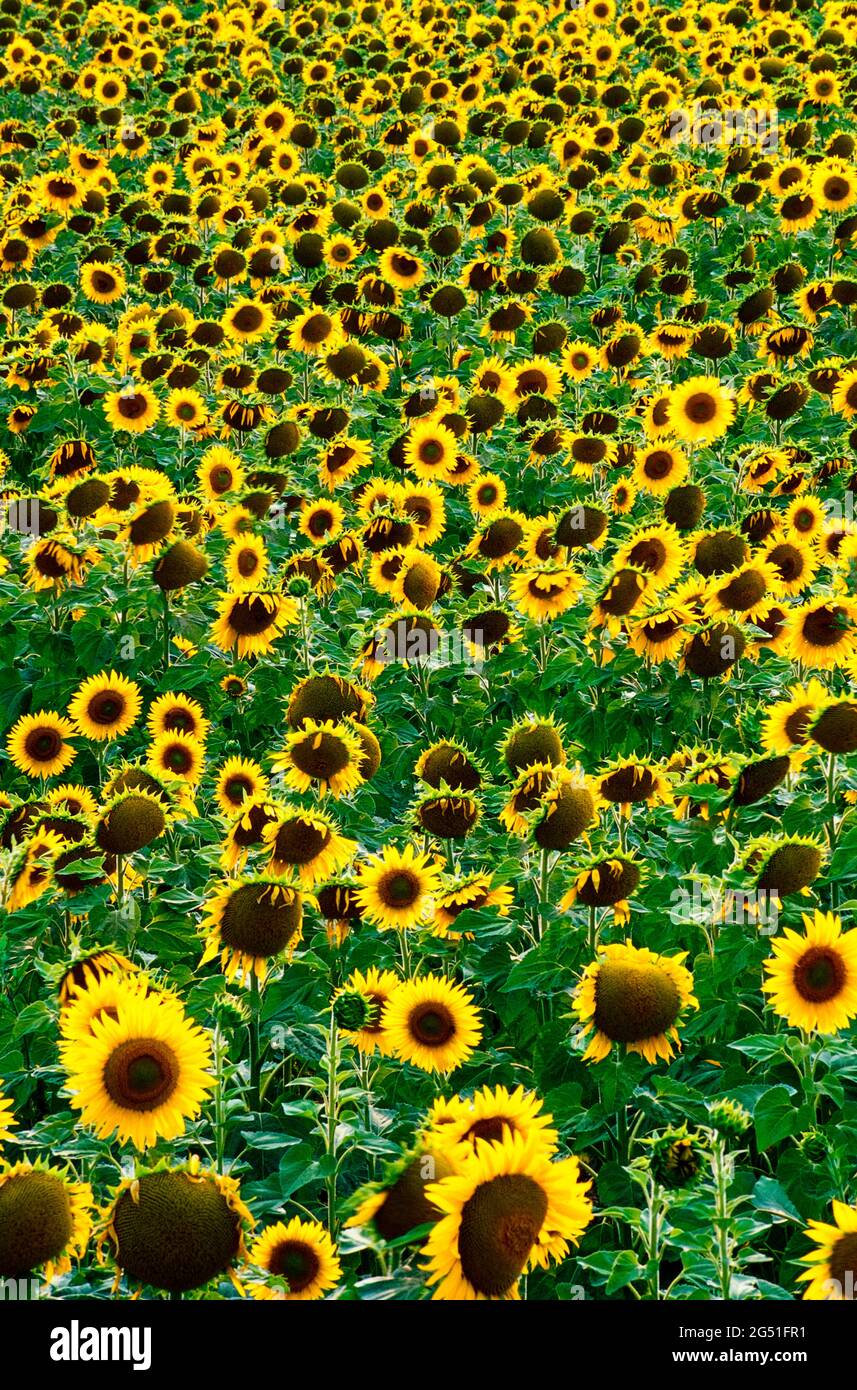 View of sunflowers in field, Provence, France Stock Photo