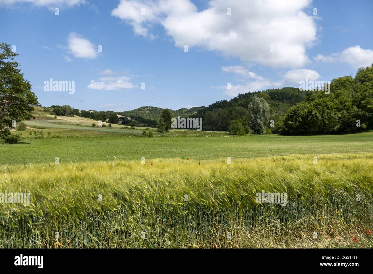 Green field with dense trees under cloudy sky Stock Photo - Alamy