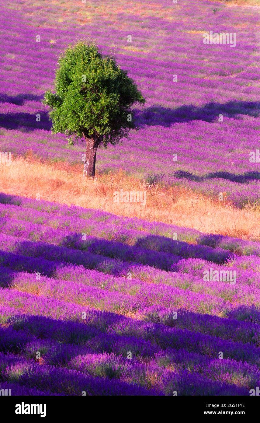 View of tree on lavender field, Senanque, Provence, France Stock Photo