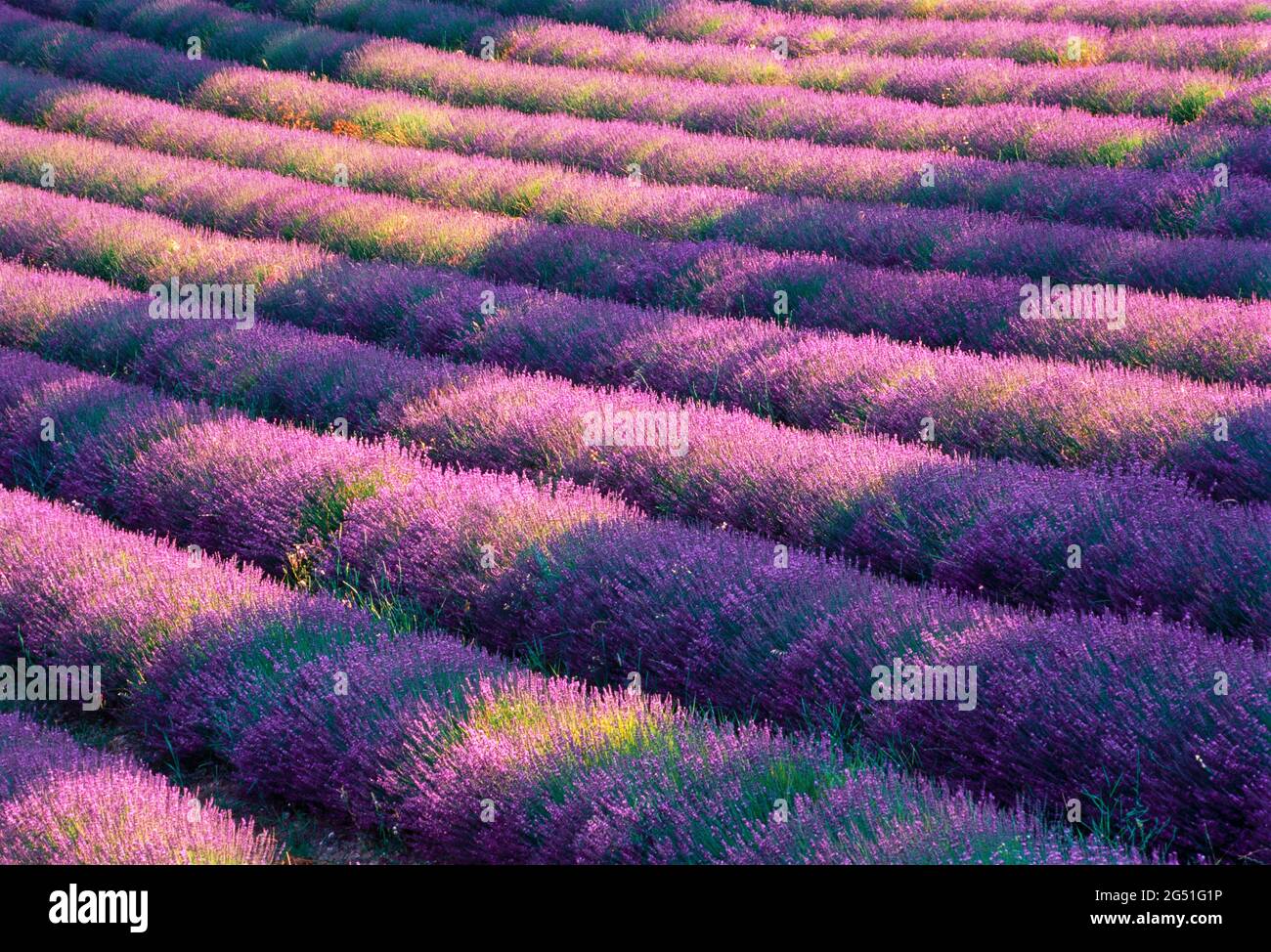 View of lavender field, Provence, France Stock Photo