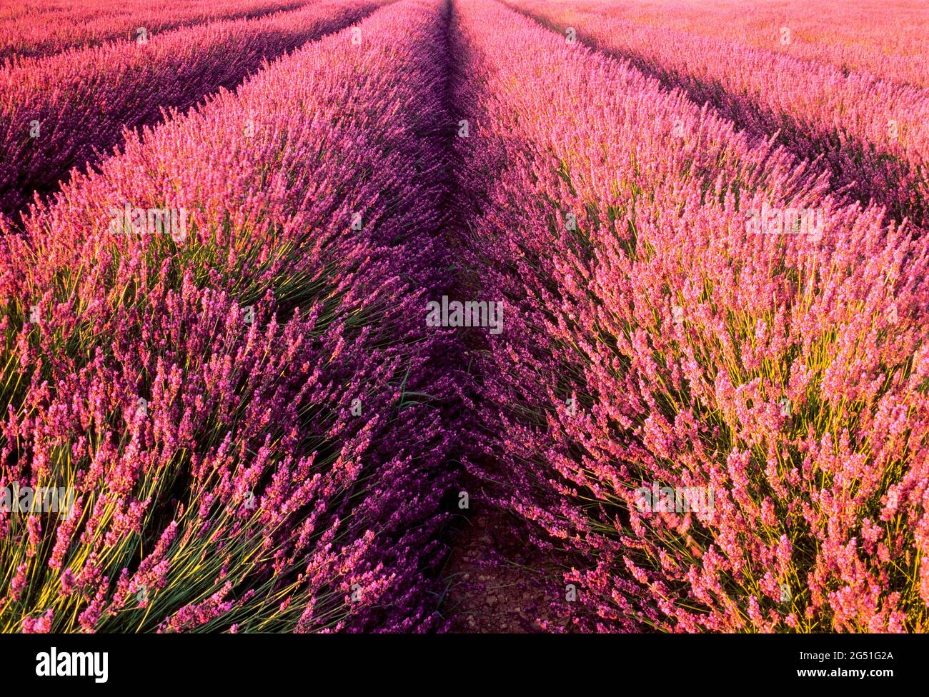 View of lavender field, Provence, France Stock Photo