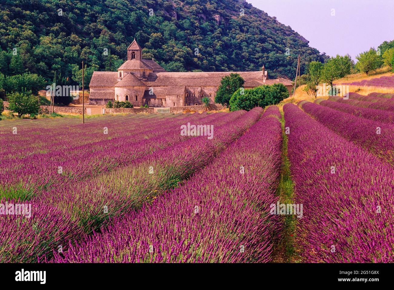 Lavender field and Senanque Abbey, Provence, France Stock Photo