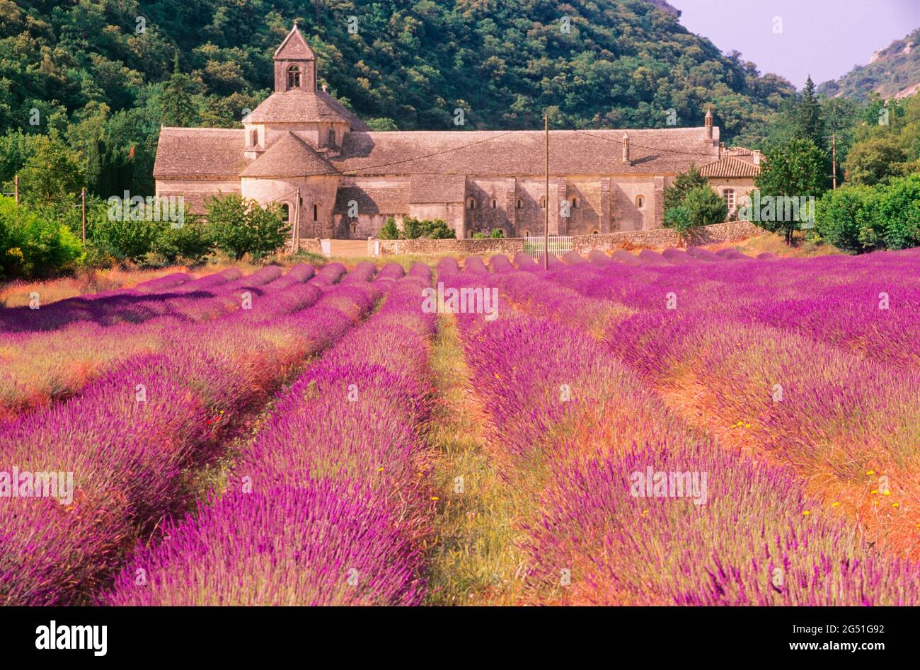 Lavender field and Senanque Abbey, Provence, France Stock Photo