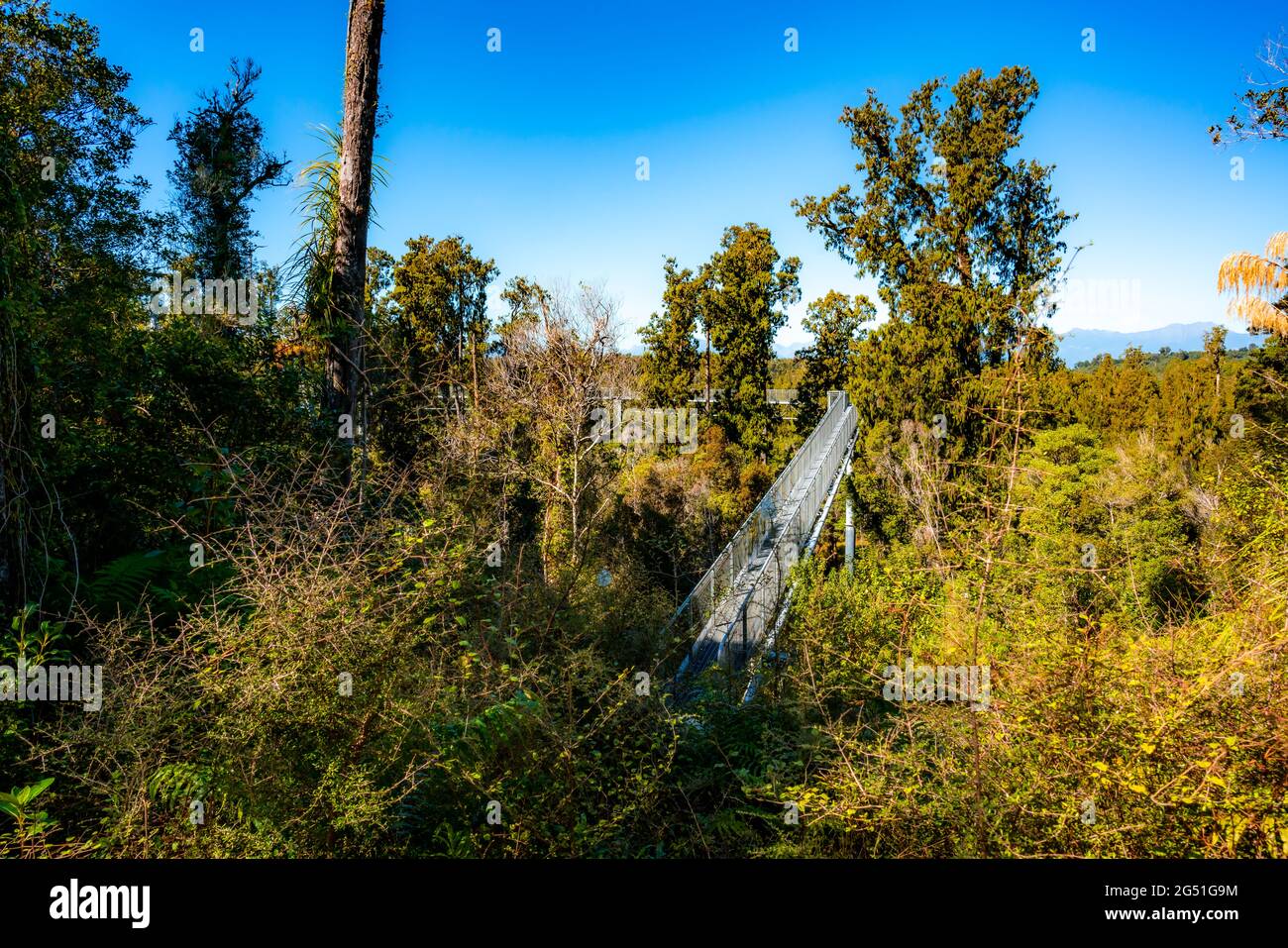 Tree Top Walk Hokitika West Coast Stock Photo Alamy
