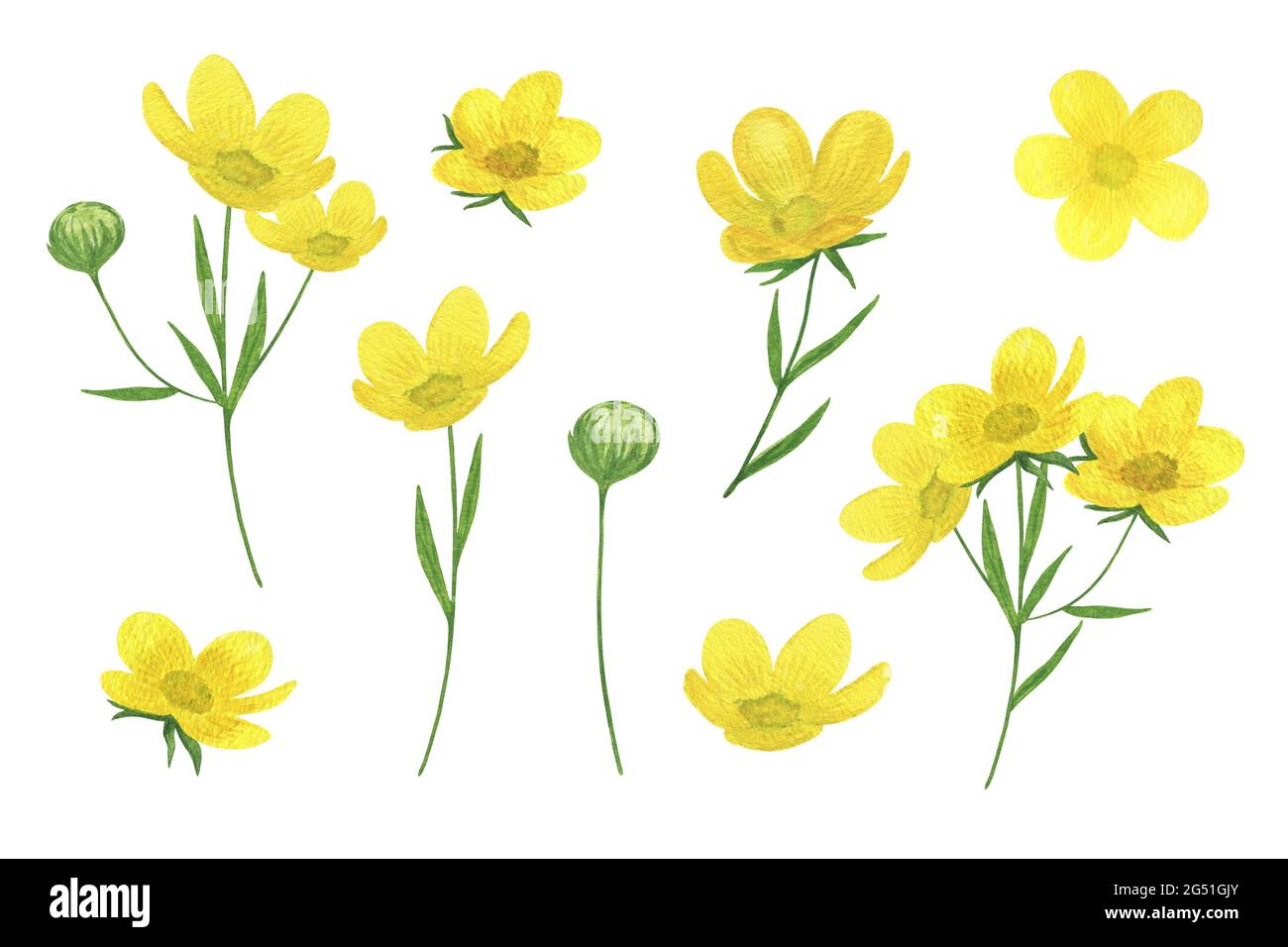 Botanical illustration buttercup hi-res stock photography and