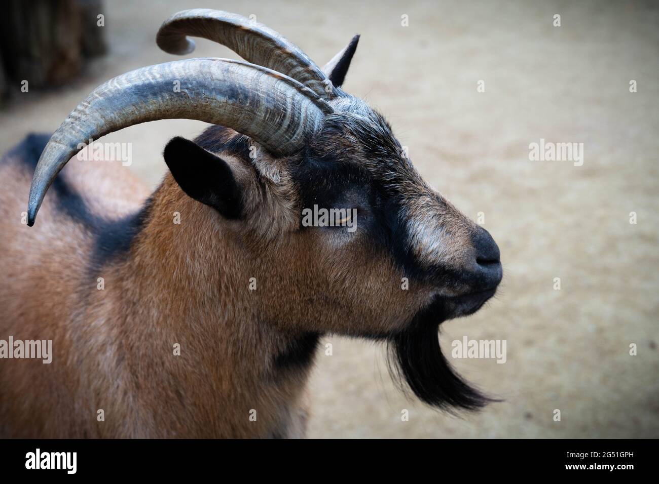 brown goat with long black beard and curly horns at animal park Berlin side  angle face Stock Photo - Alamy
