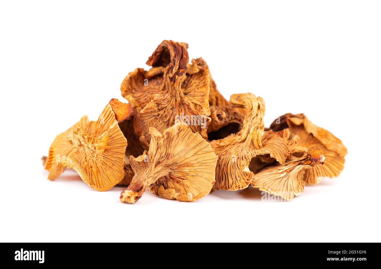 Dried Chanterelle Mushrooms Isolated On White Background Dried Forest Dried Chanterelle Mushrooms Isolated On White Background Dried Forest