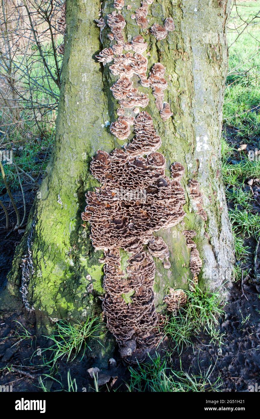 Non gilled Bracket fungi Coriolus versicolor growing on a tree trunk Stock Photo