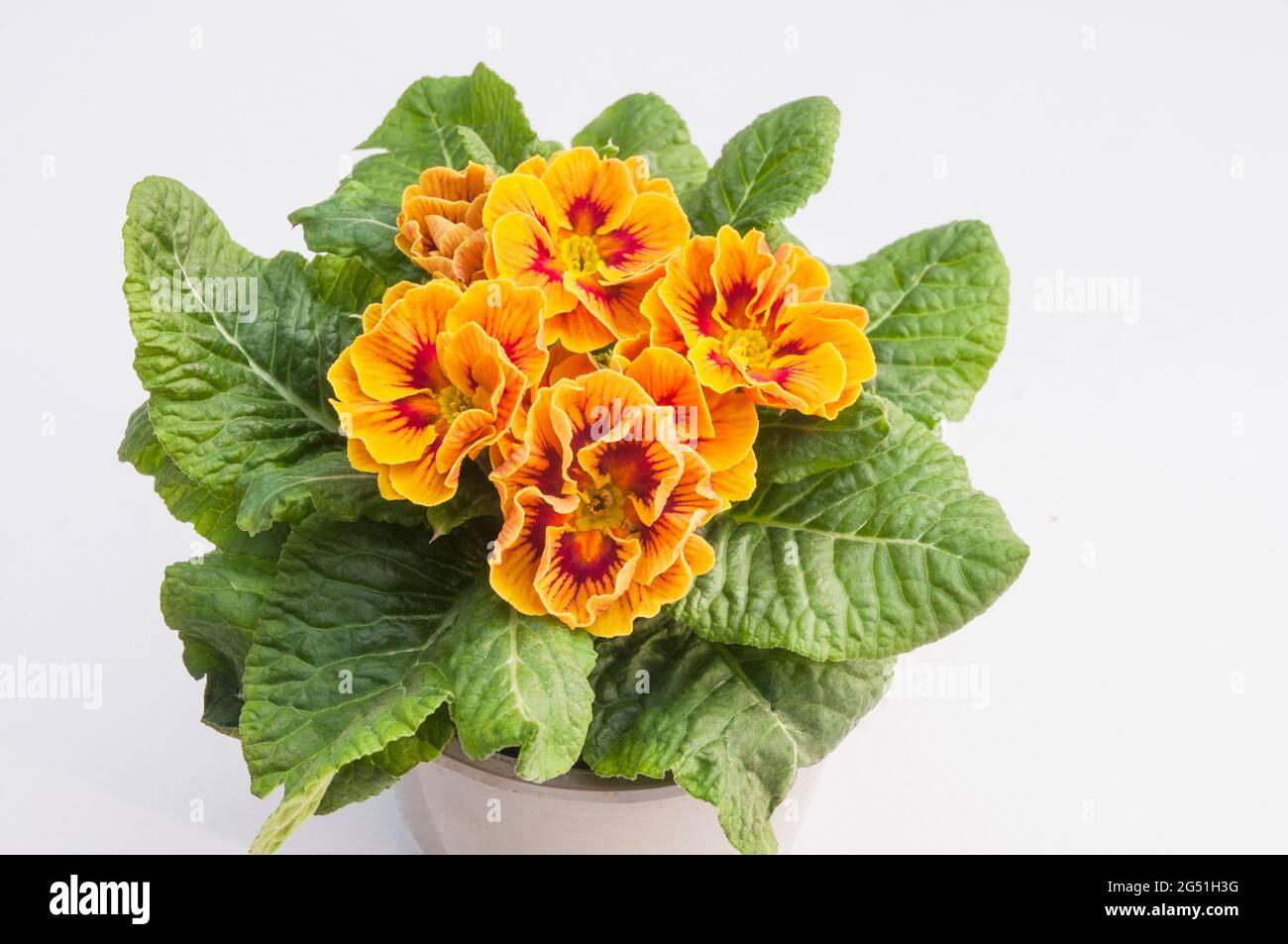 Close up of primula Marietta with rosette of leaves around flowers a bi colour F1 Polyanthus that is a yellow and red spring flowering hardy perennial Stock Photo