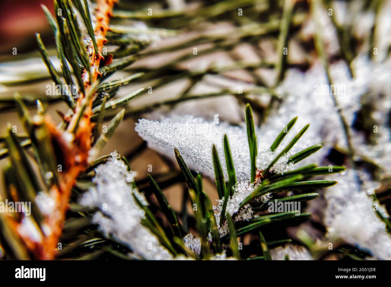 snow on the branches of pine needles, close-up Stock Photo - Alamy