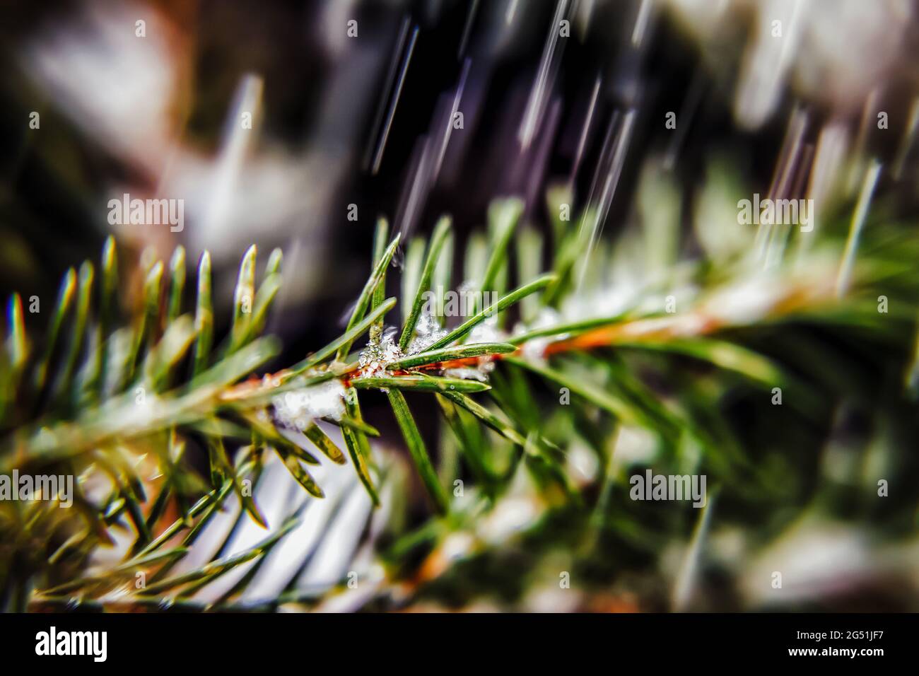 snow on the branches of pine needles, close-up Stock Photo - Alamy