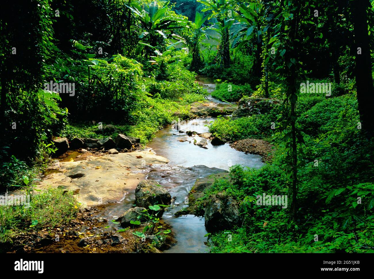 Stream in tropical rainforest, Than Bokkharani National Park, Thailand Stock Photo