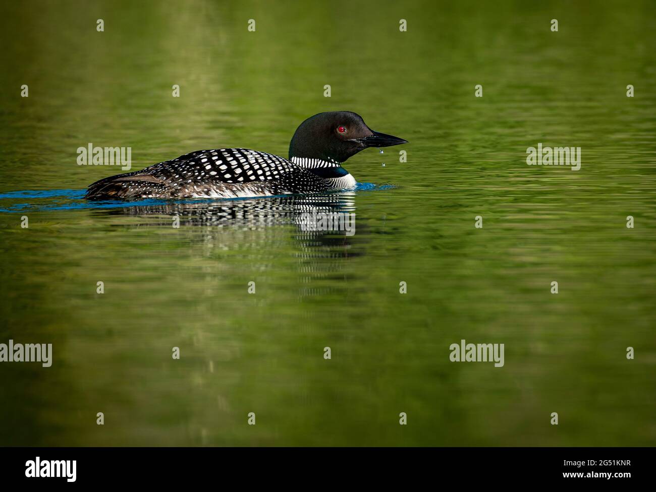 Common loon (Gavia immer) floating on water Stock Photo