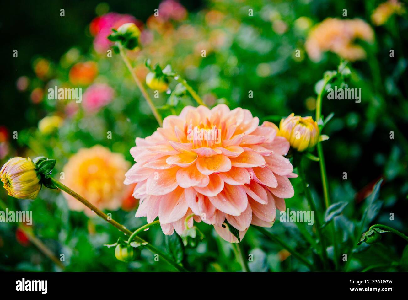 Close-up of orange flower Stock Photo