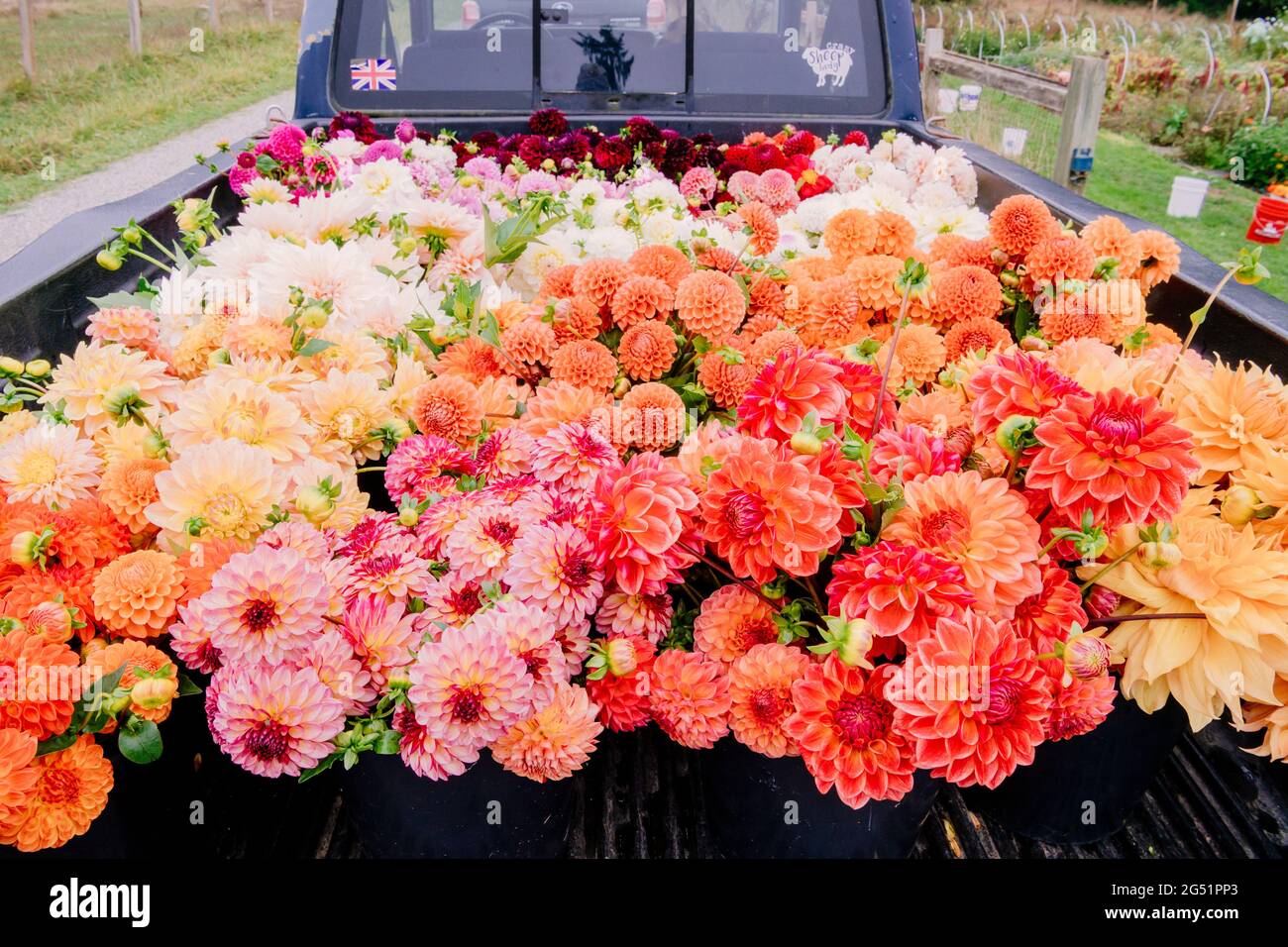 Lots of Dahlia flowers in back of truck Stock Photo