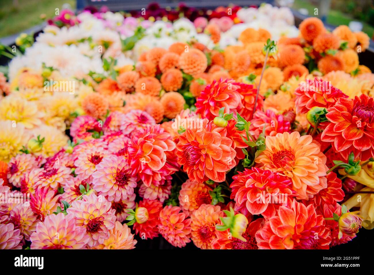 Lots of Dahlia flowers in back of truck Stock Photo