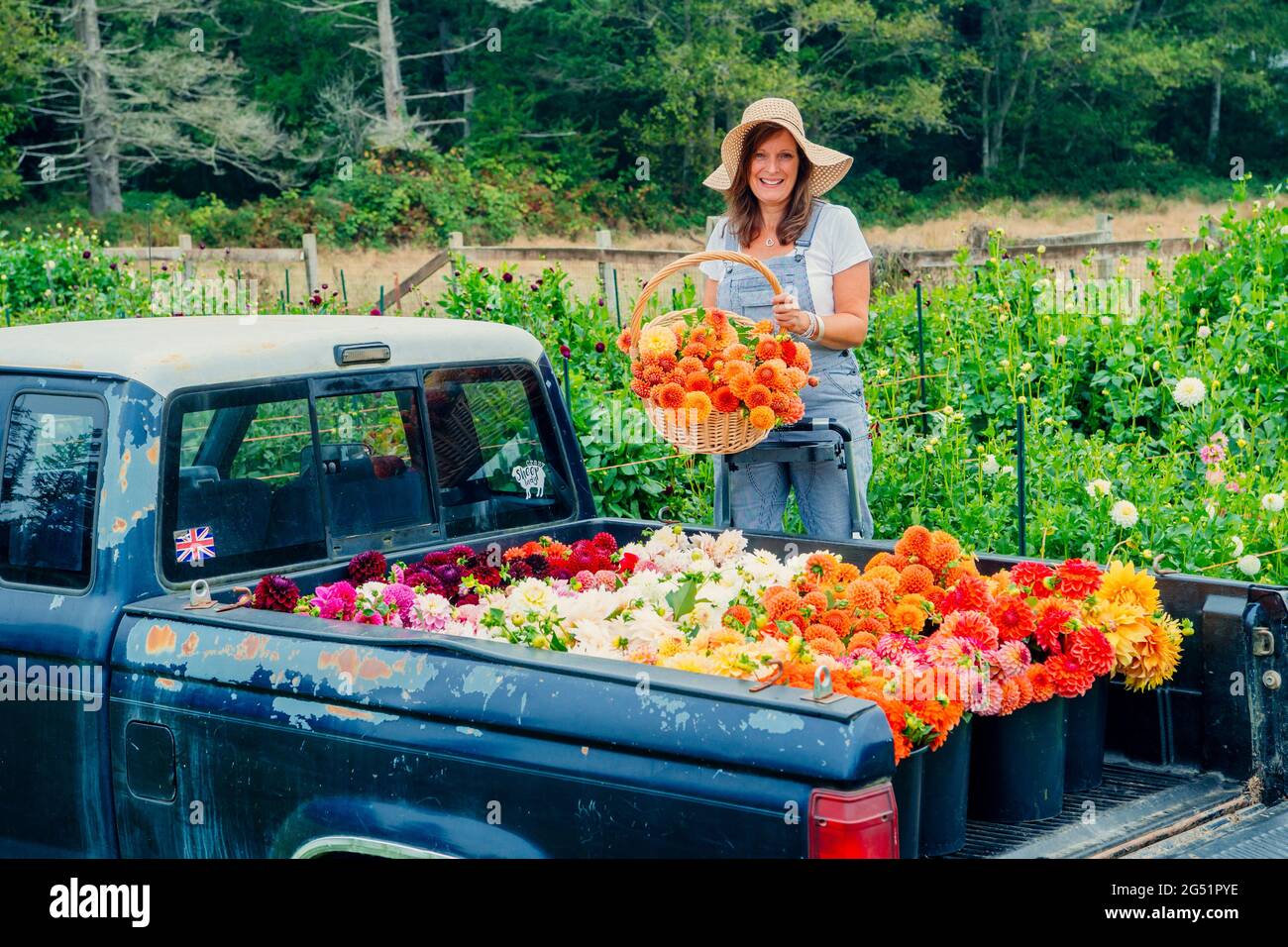 Truck bed full of Dahlia flowers and woman with basket Stock Photo