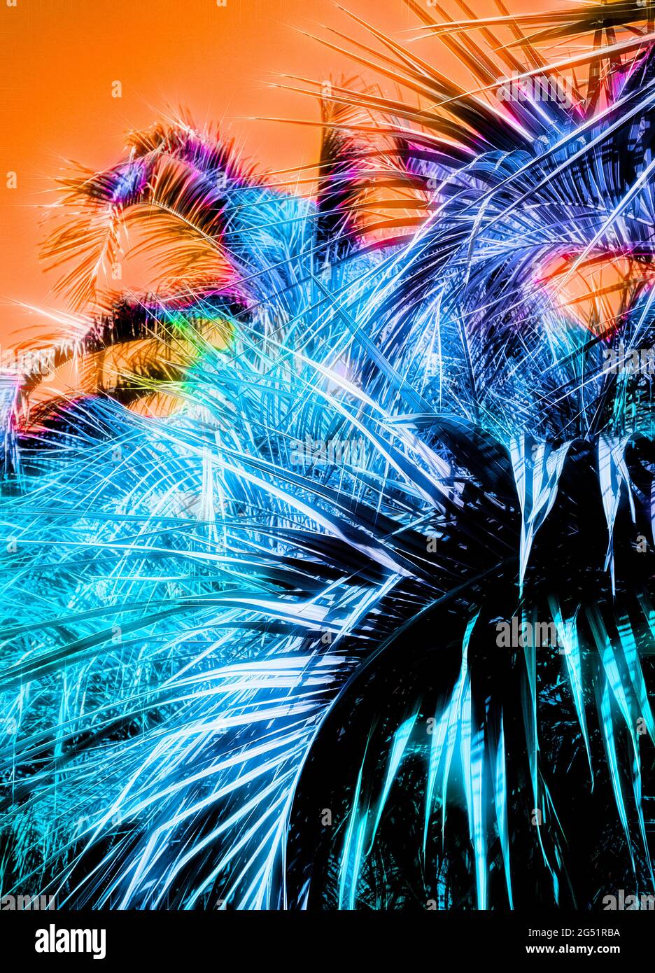 Photograph of palm trees with color manipulation Stock Photo