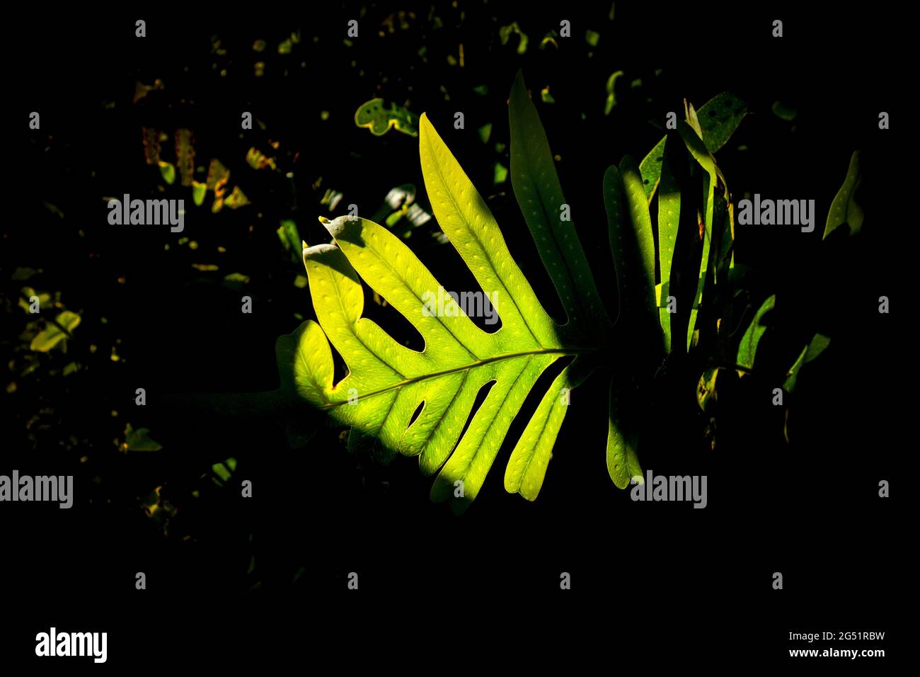 Green palm leaf in dark forest Stock Photo