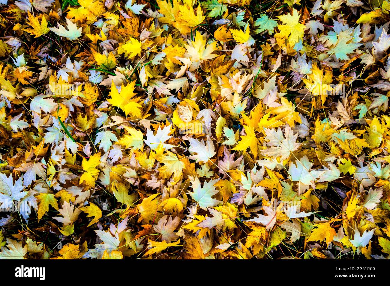 High angle view of autumn colored leaves on forest floor Stock Photo