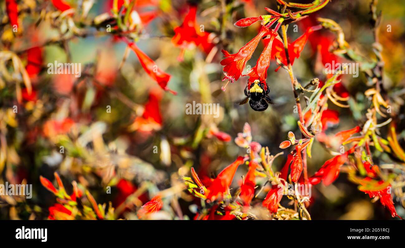 Bumblebee perching on red flower Stock Photo