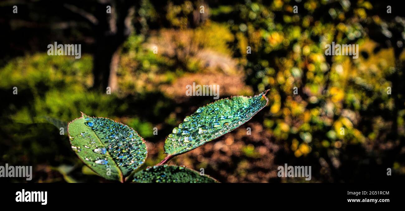 Close-up of green leaf with dew in forest Stock Photo