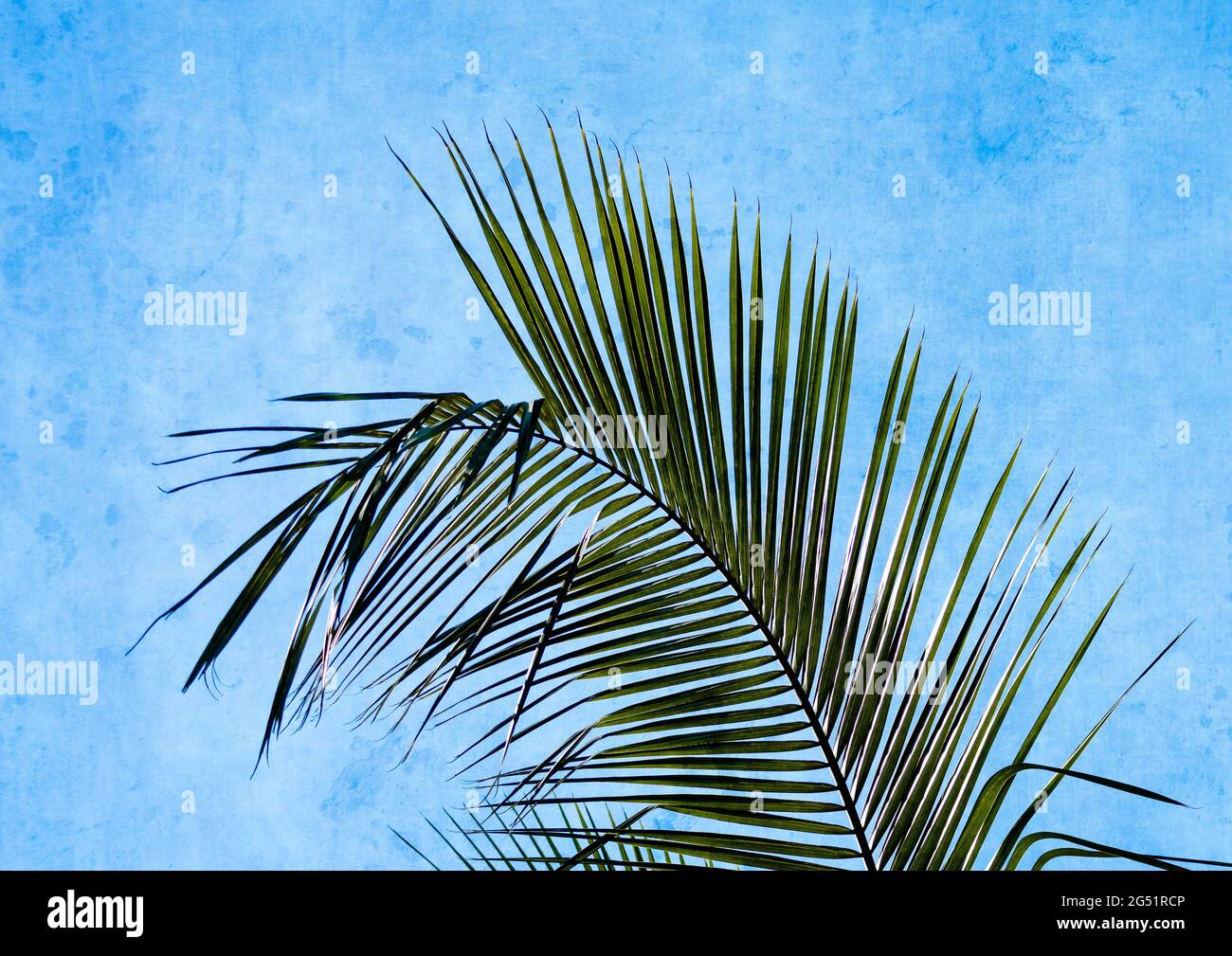 Photograph of palm leaves against blue wall Stock Photo