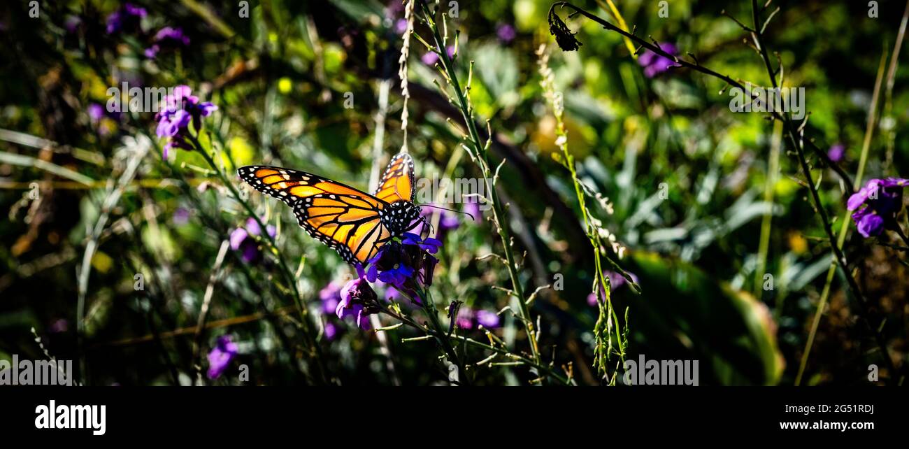 Monarch butterfly (Danaus plexippus) perching on purple flower Stock Photo