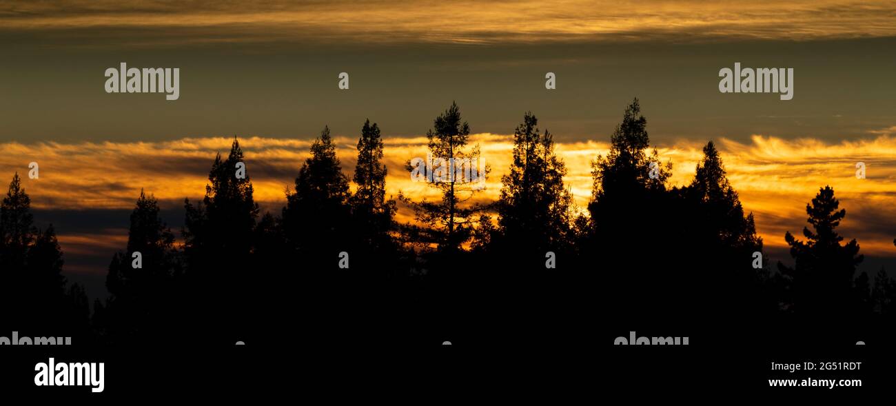 Pine tree silhouettes against moody orange sky at sunset, Berkley, California, USA Stock Photo
