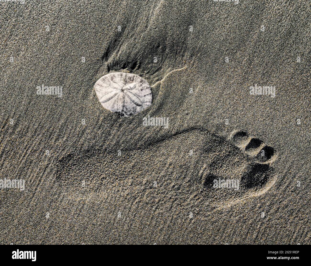 Footprint and sand dollar (Clypeasteroida) on beach Stock Photo