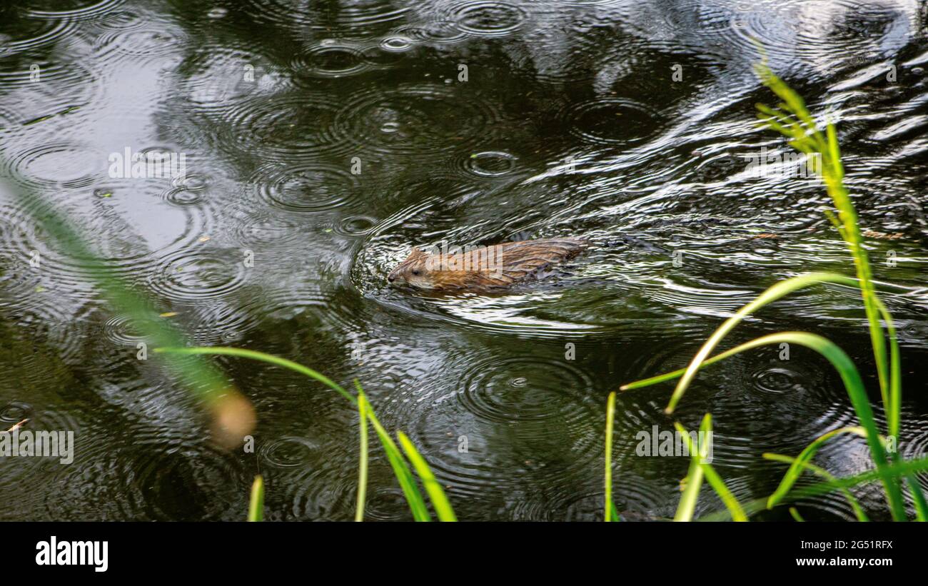 Small nimble animal swims in the lake in the rain Stock Photo - Alamy