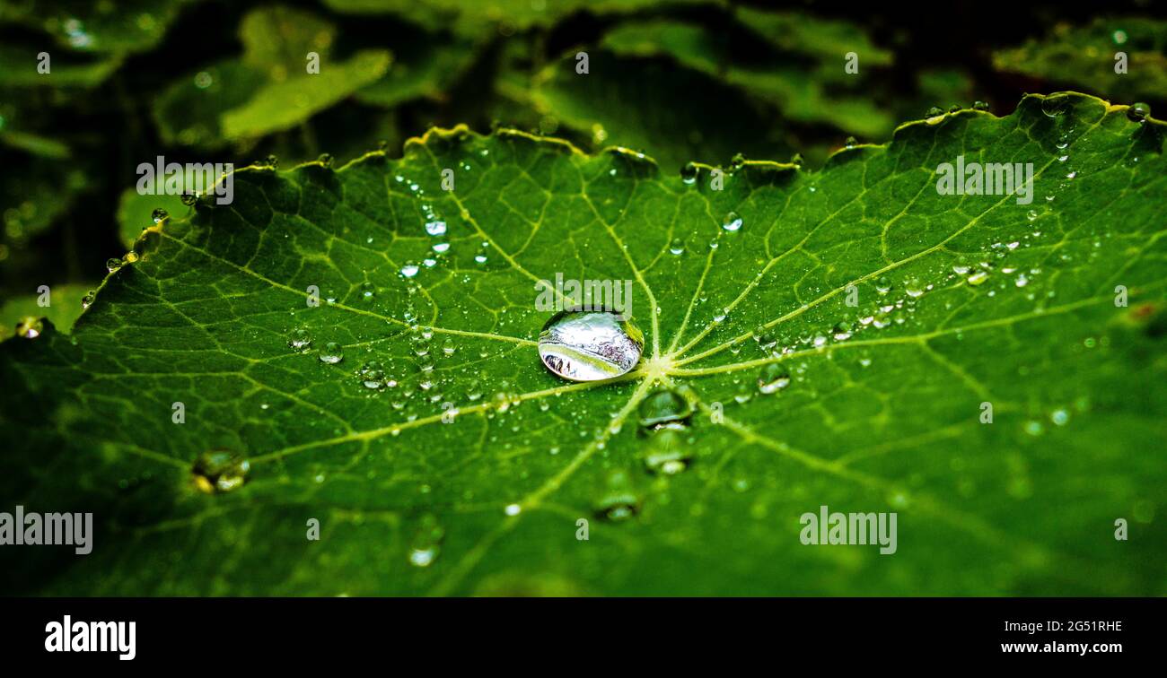 Close-up of dew on green Nasturtium leaf Stock Photo