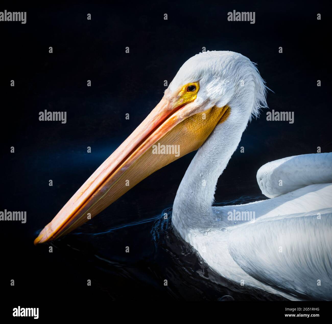 Headshot of pelican floating on water in lake Stock Photo