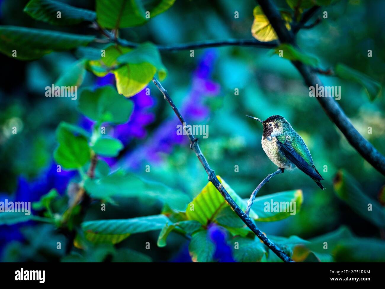 Single hummingbird perching on twig Stock Photo