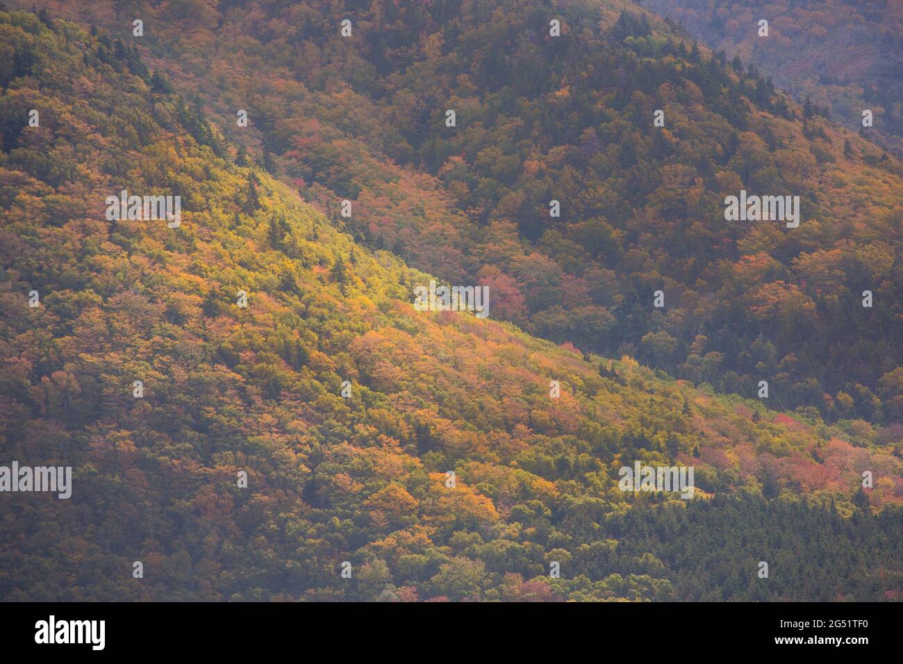 Close up of French Mountain valley in Cape Breton Nova Scotia during Autumn. Fall foliage of the mountains with mixed deciduous trees, Cabot Trail. Stock Photo