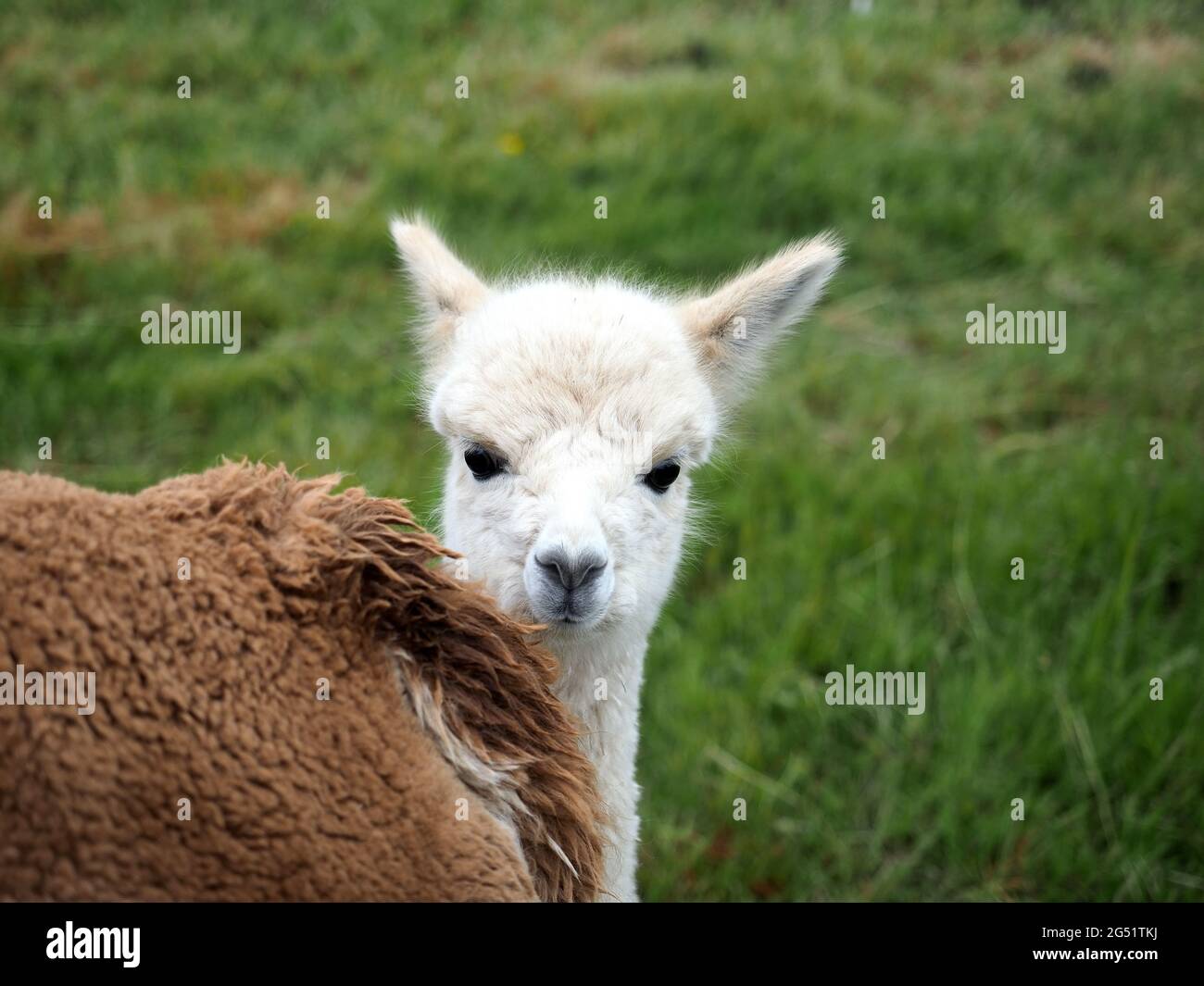 View of a cute baby Alpaca staring at the camera Stock Photo