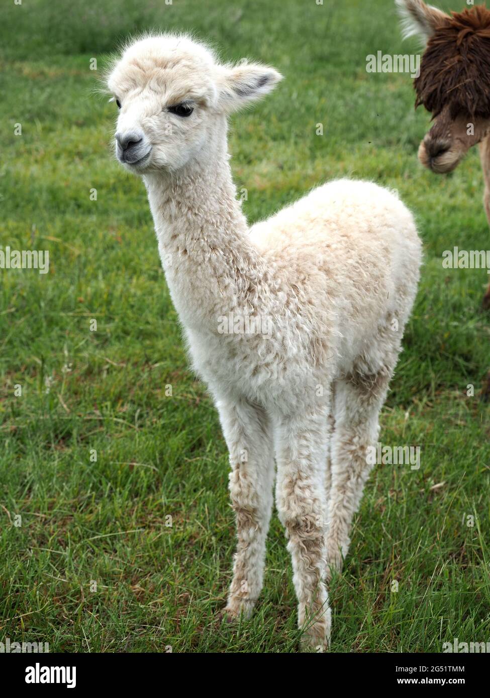 View of a cute baby Alpaca standing at an alpaca farm Stock Photo