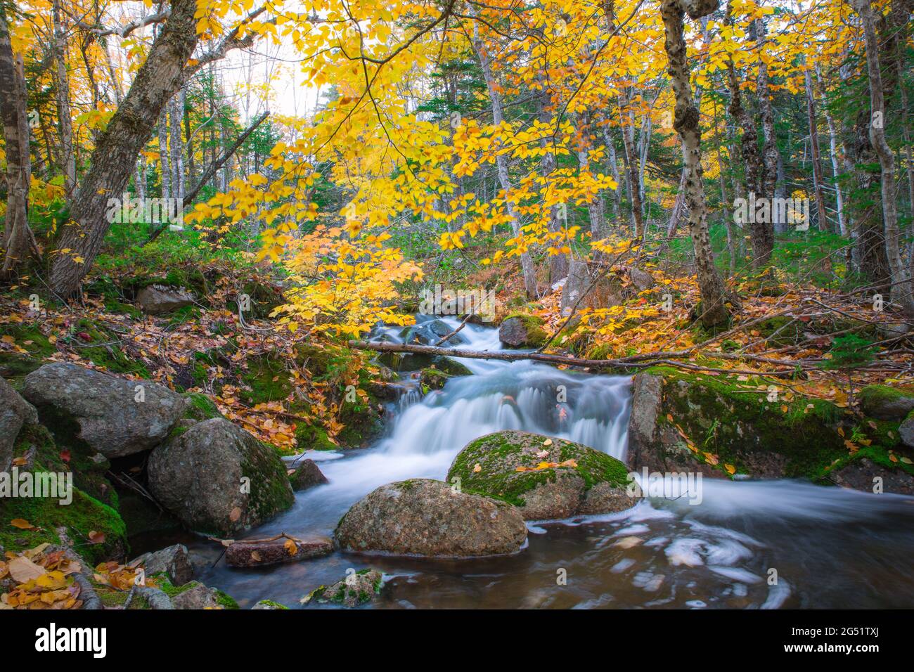 Tranquil forest scenery of autumn fall foliage colors with water stream ...