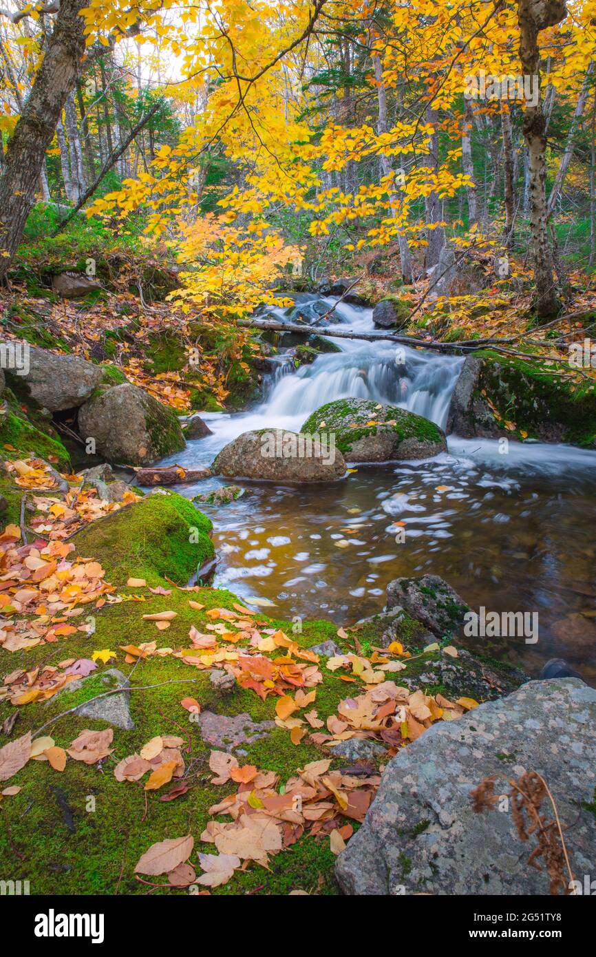 Tranquil forest scenery of autumn fall foliage colors with water stream ...