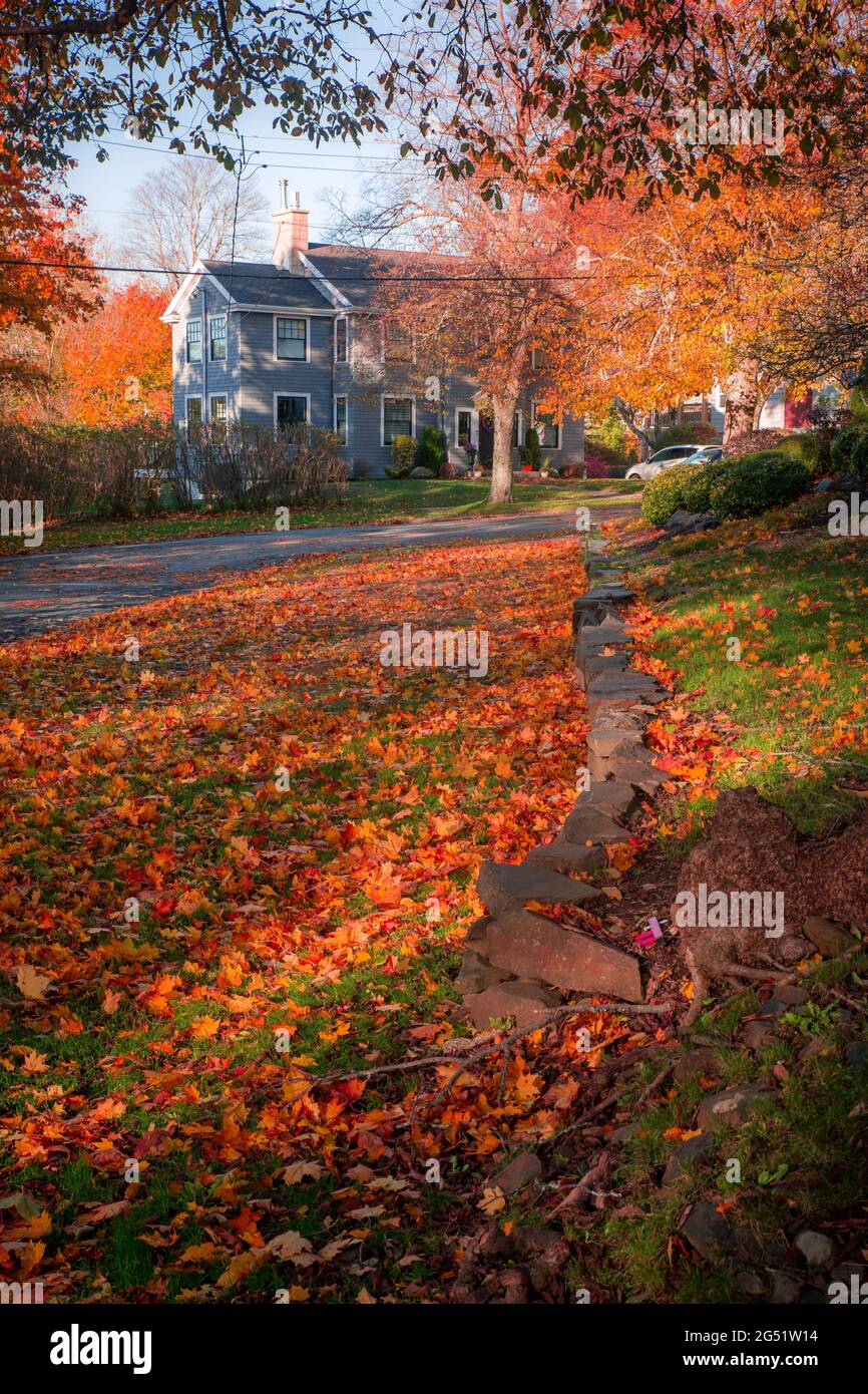 Halifax residential street view in autumn with dense maple leaves and
