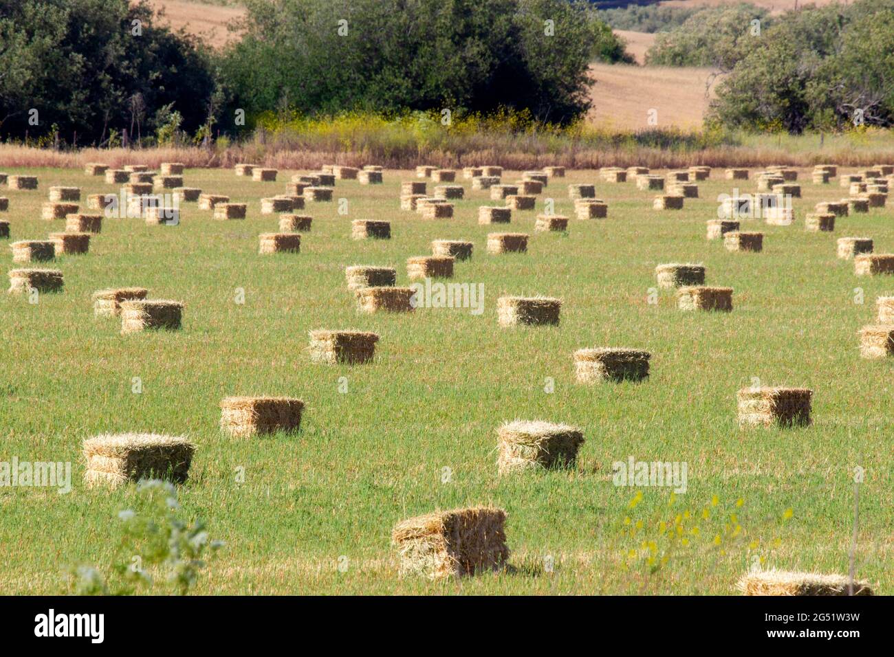Rectangular Hay Bales in Field Stock Photo
