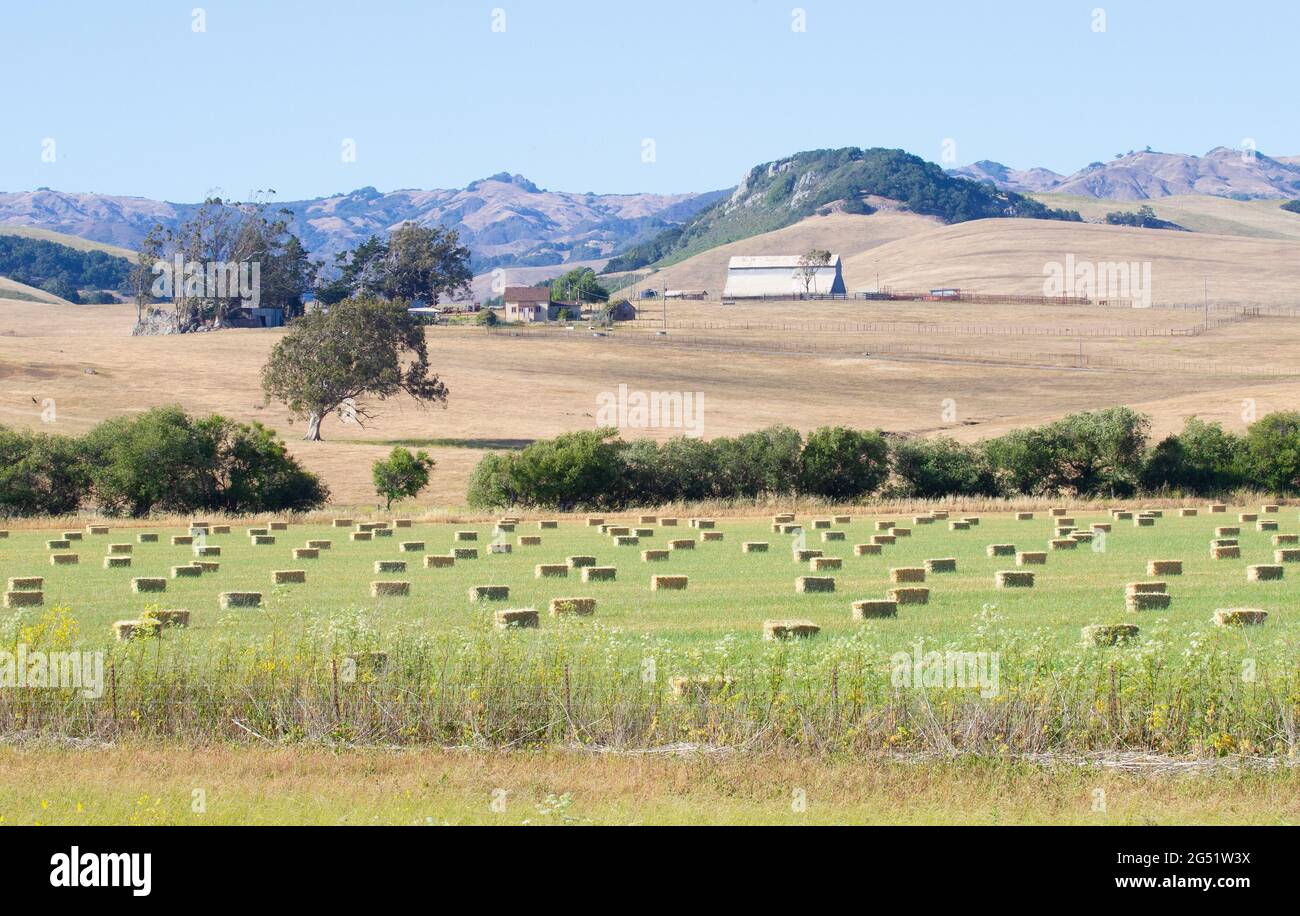 Rectangular Hay Bales in Field Stock Photo