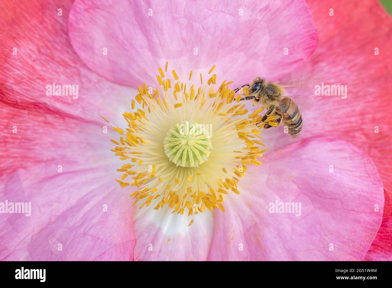 Honeybee on pink flower Stock Photo