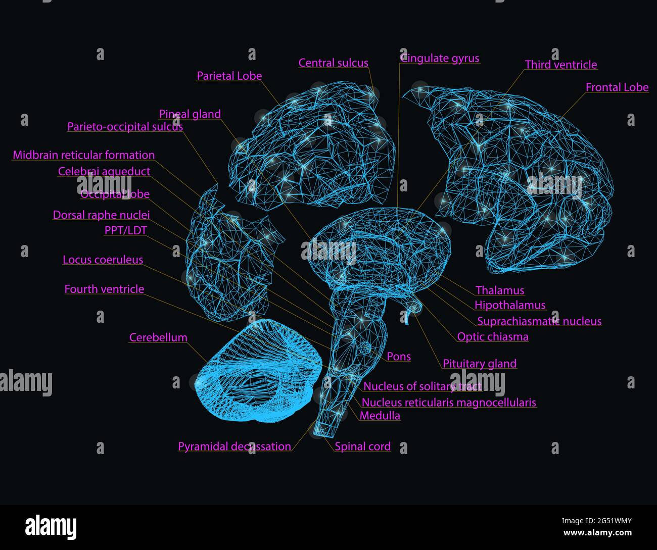 Wireframe of the human brain is disassembled into parts with the designation of the name of each segment of the brain. Vector illustration. Stock Vector