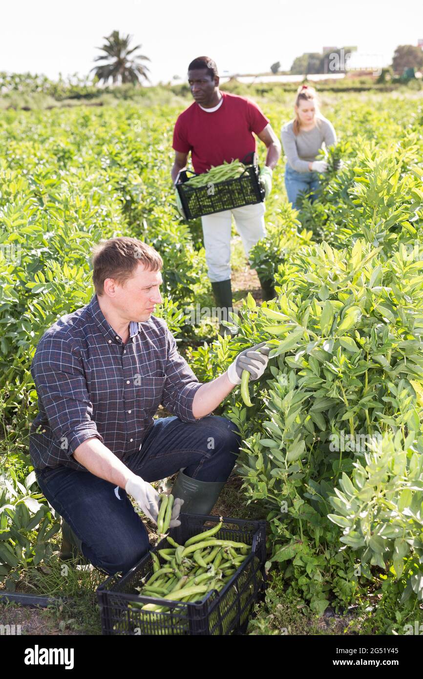 Farmer harvesting legumes Stock Photo Alamy