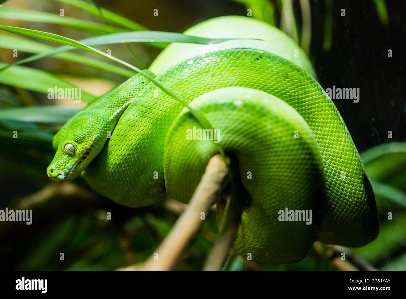A green tree python in Bungarribee Stock Photo