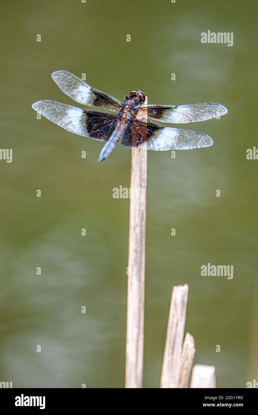 Male Widow Skimmer by pond in Bucks Co., PA USA Stock Photo - Alamy