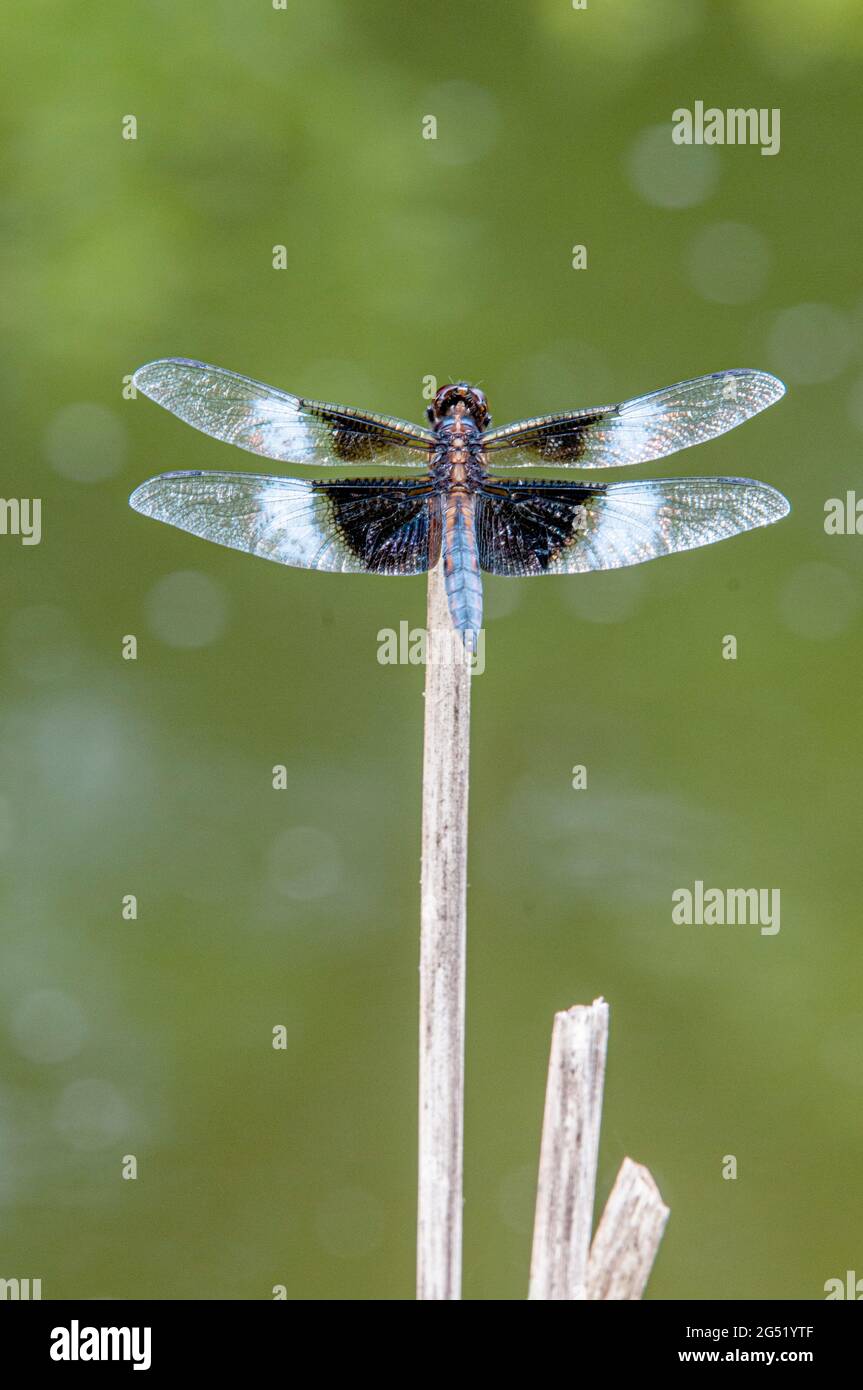 Male widow skimmer dragonfly hi-res stock photography and images - Alamy