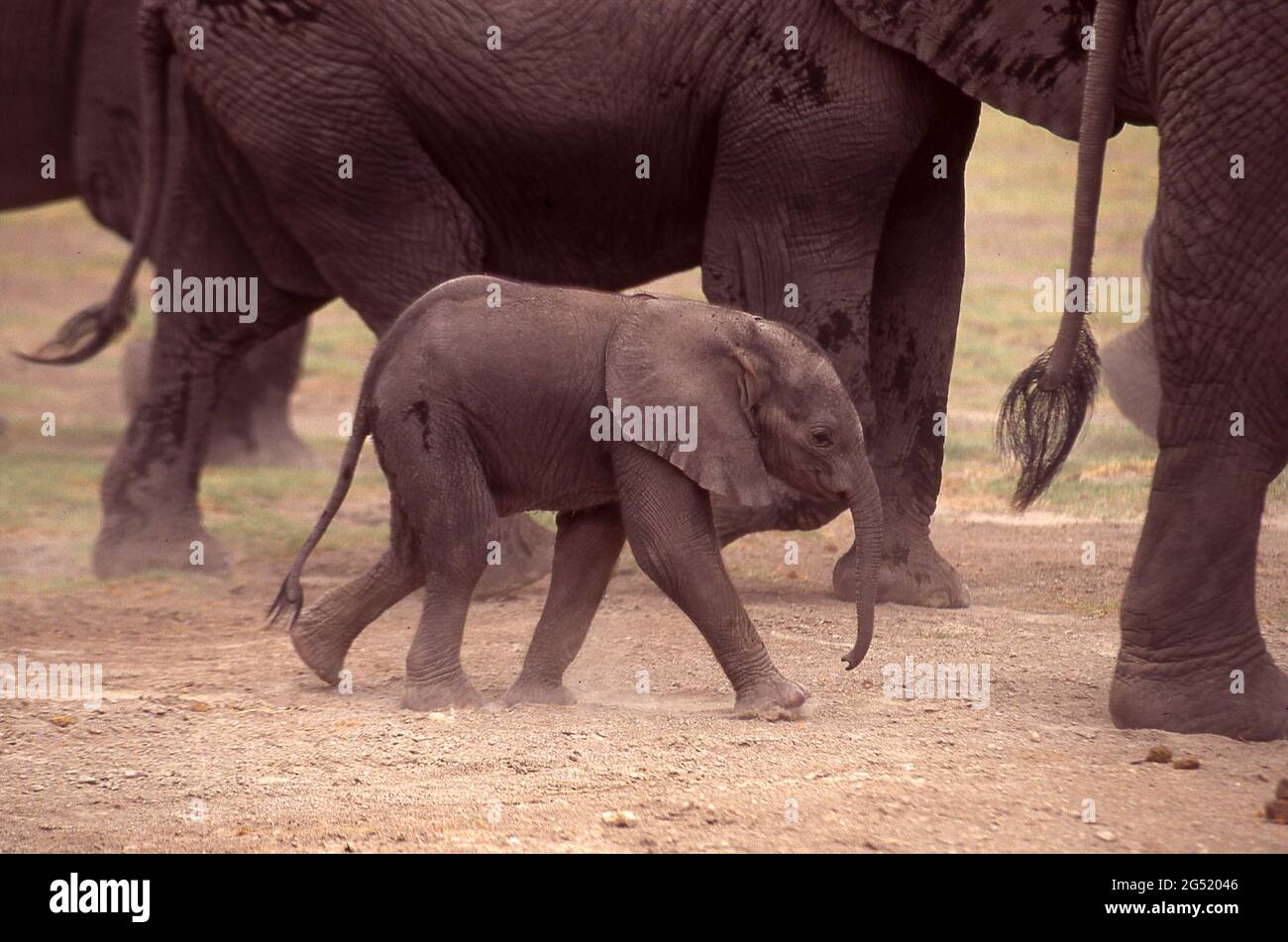 Amboseli National Park, Kenya, Africa. A very young baby African elephant dwarfed by its neighbors stays close to its mother within a large herd. Stock Photo